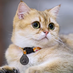 Médaillon d’identification pour animaux (X2) – Image 5