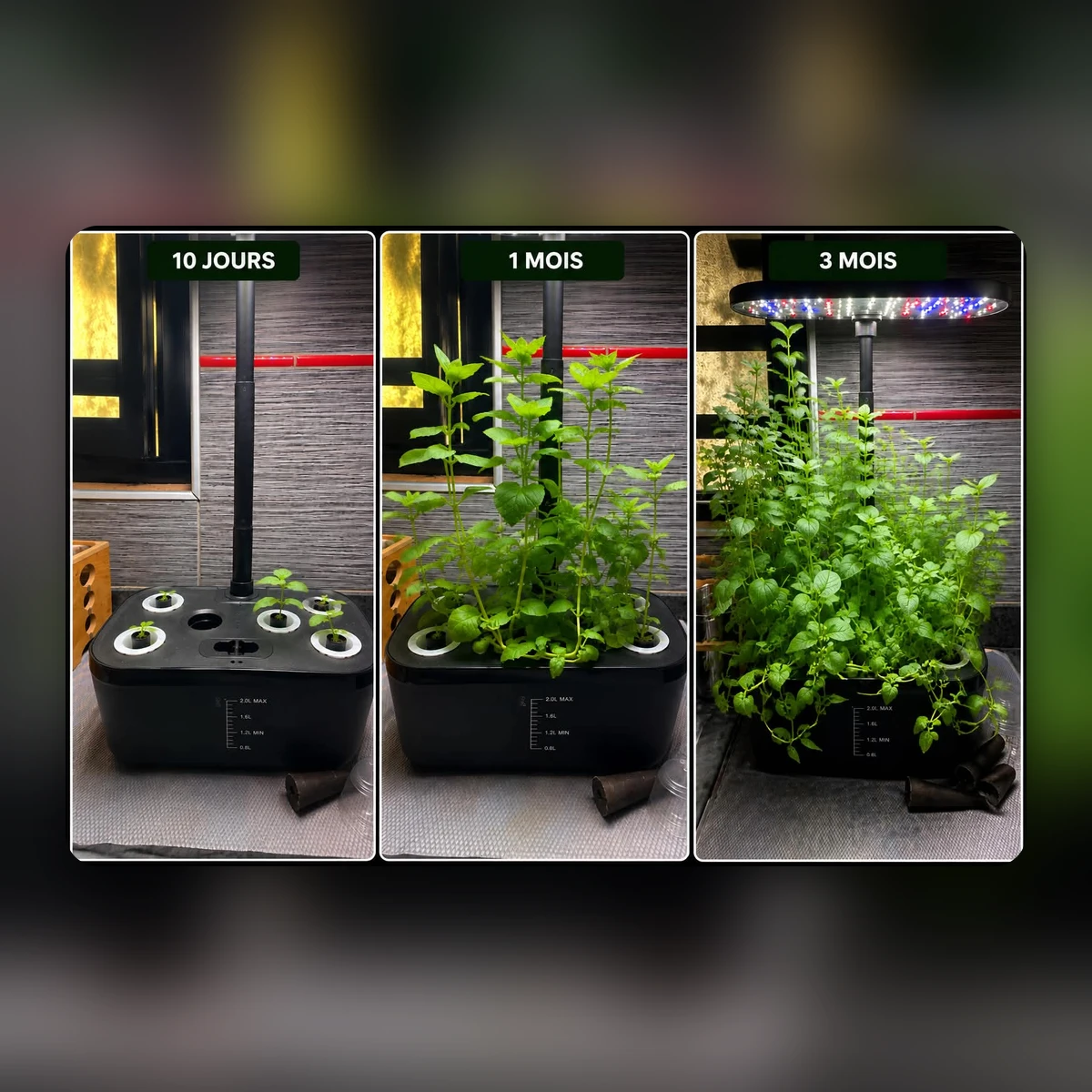Évolution de la pousse des plantes dans le potager hydroponique