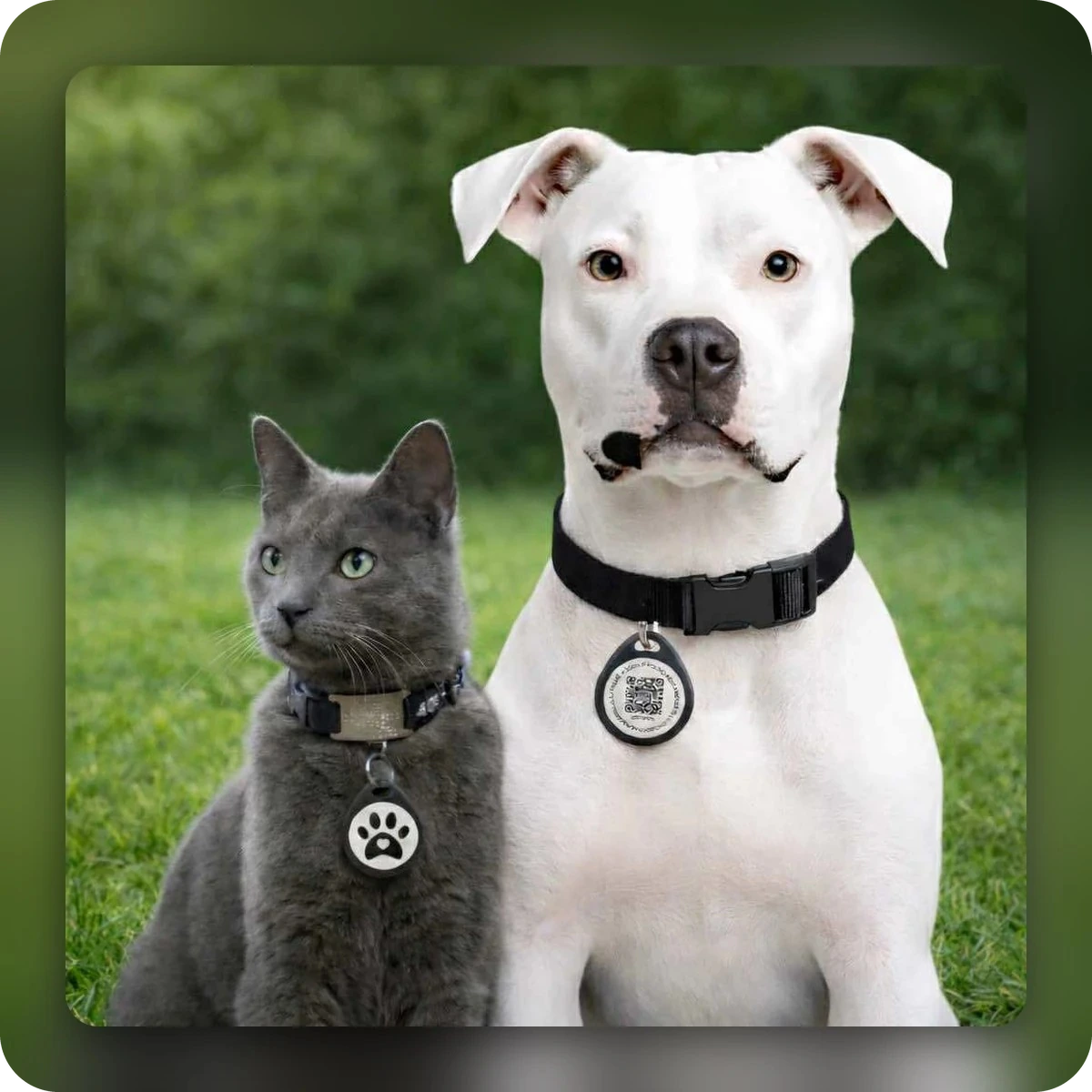 Chien et chat portant chacun un médaillon QR