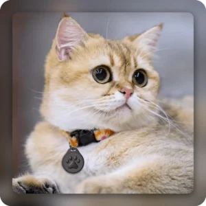 Médaillon d’identification pour animaux (X2) – Image 6